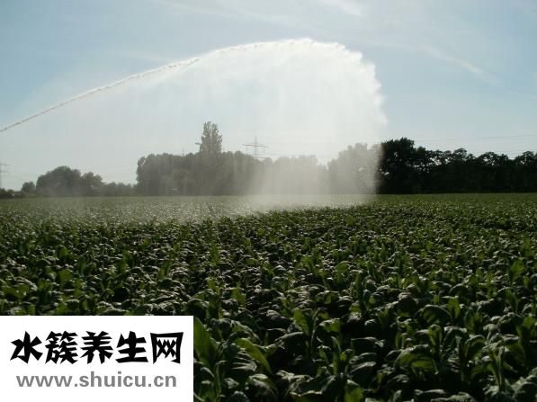 白寇仁治口臭怎么吃