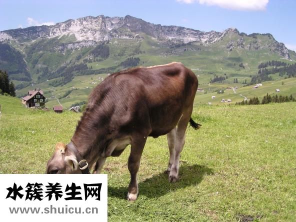 牛肉咬不動怎么辦