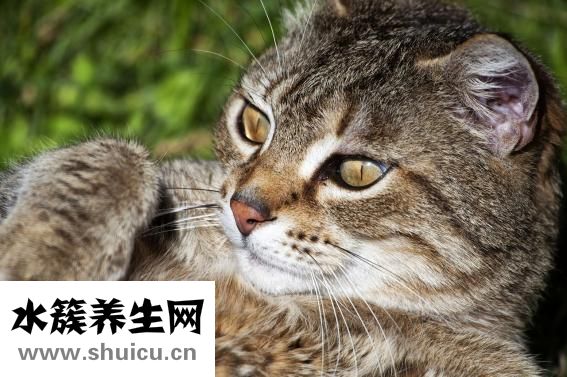 女孩胡子重怎么辦