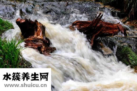 白水煮菜怎么做