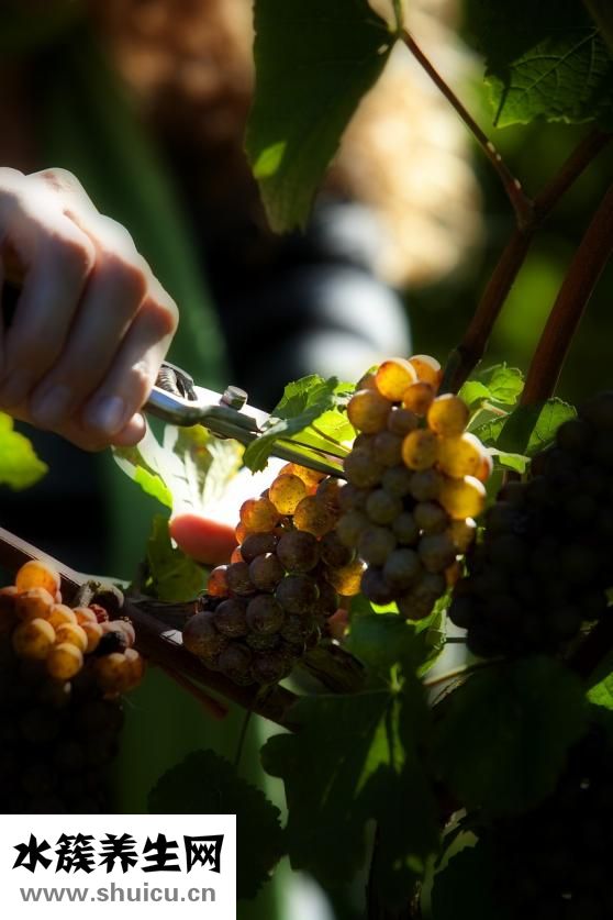 新鮮鴨血怎么煮