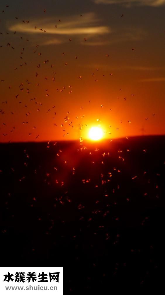 睫毛膏蒼蠅腿怎么辦