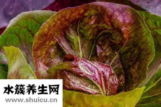 白菜爛心怎么回事