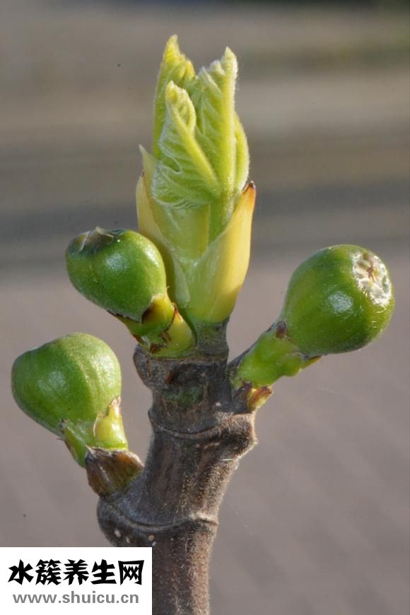 無花果通乳怎么吃