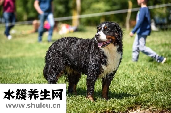 小狗犬瘟熱怎么治