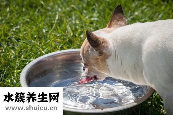 狗狗有鉤蟲怎么辦