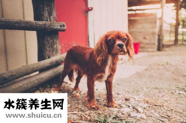 狗狗有鉤蟲怎么辦