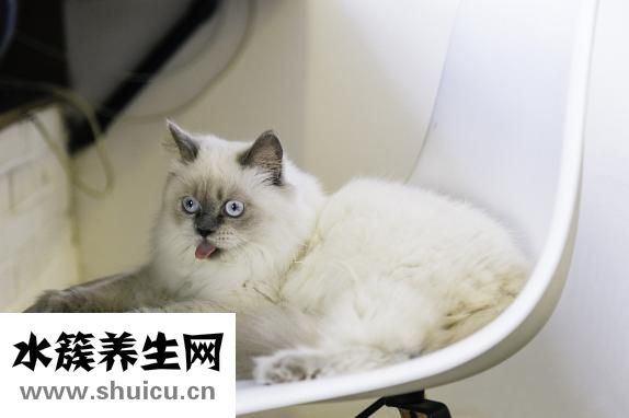 被貓咬傷了怎么辦