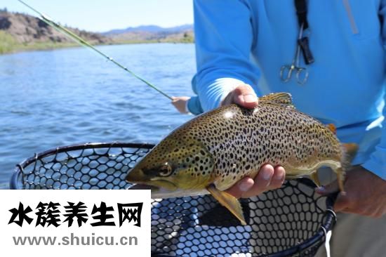 小鵝怎么養(yǎng)殖技術(shù)