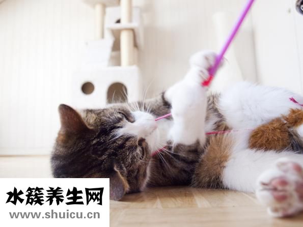 被貓咬傷了怎么辦