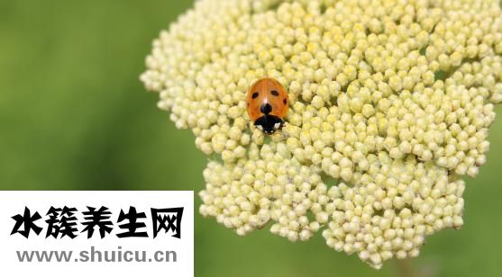 怎么看鼻梁高低