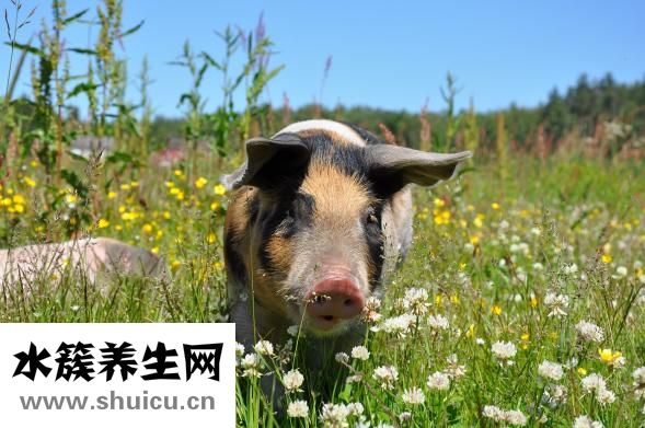 母豬年產胎次怎么算