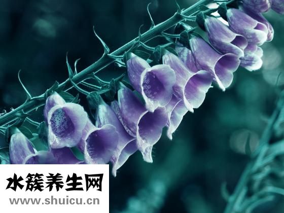 男鬼孩子怎么培養