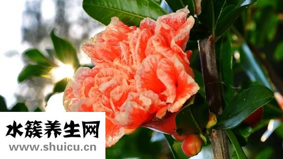 怎么吃石榴只吃汁嗎