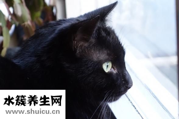 被黑貓子咬了怎么辦