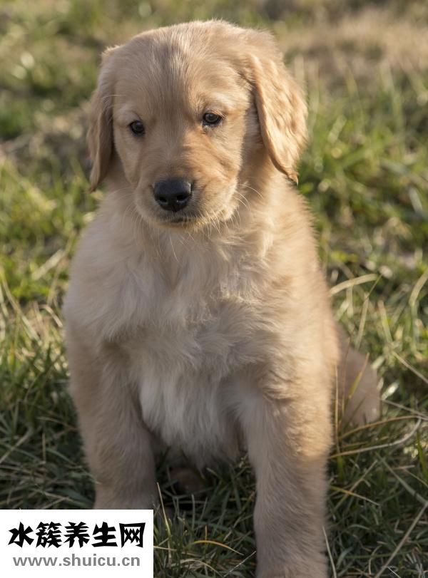 一個月金毛怎么養