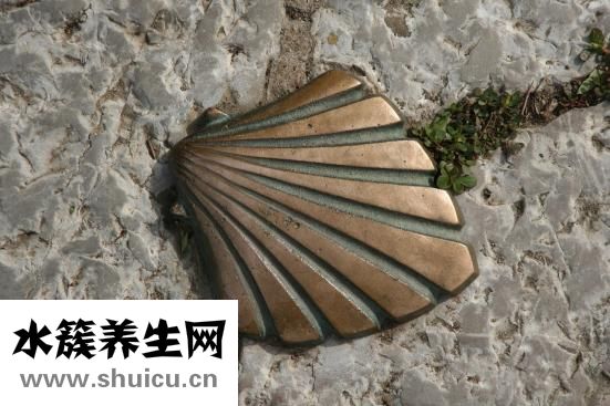 冰凍扇貝肉怎么洗