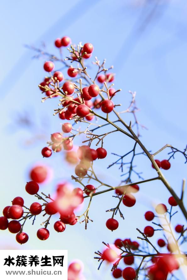 公雞打鳴怎么叫