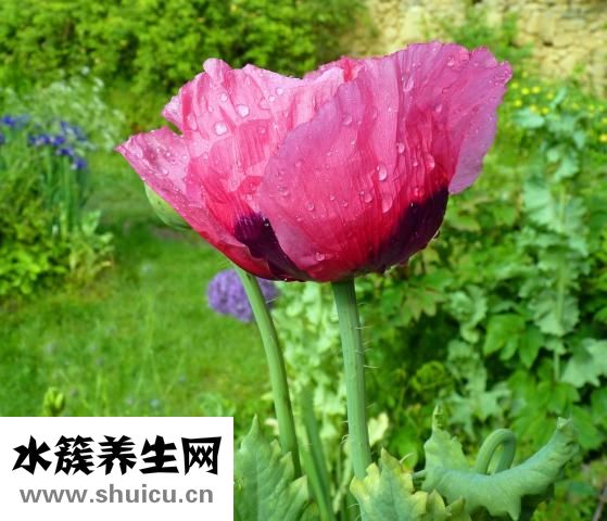 劉燁舒淇怎么了