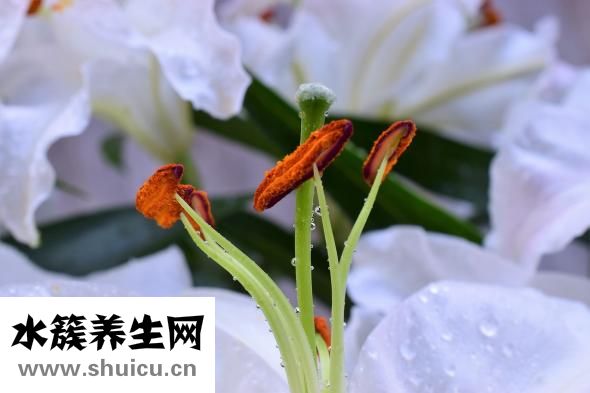 上火咳嗽怎么食療