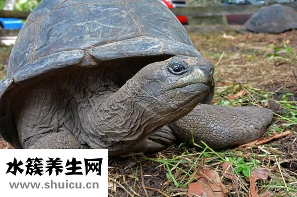 烏龜中暑怎么辦