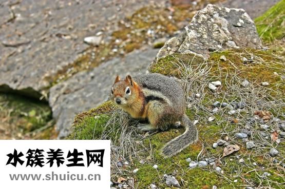 唐試三甲是怎么了