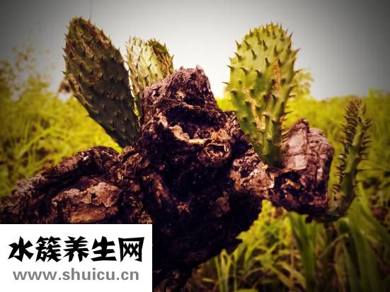 內(nèi)風(fēng)濕怎么治療土方