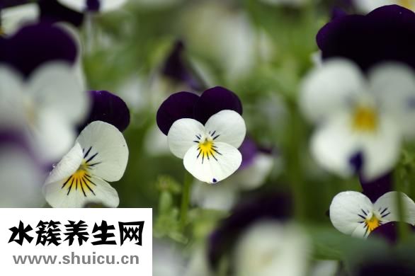 合生元奶粉怎么積分