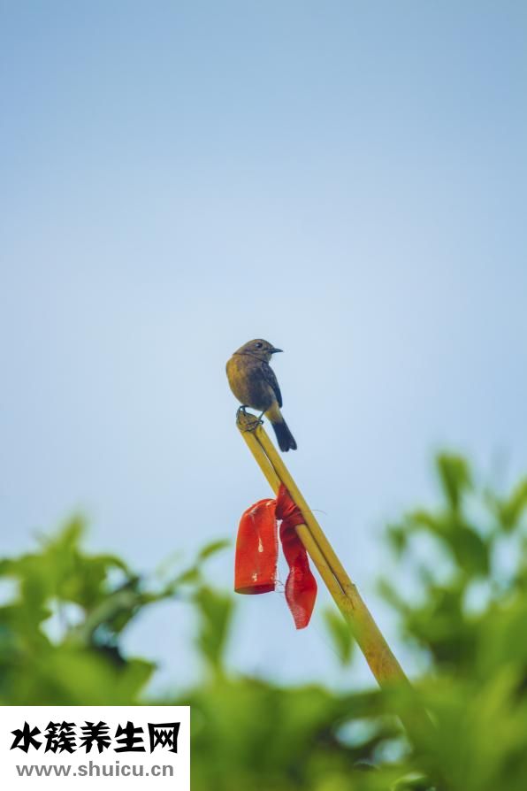 喝綠茶怎么選擇