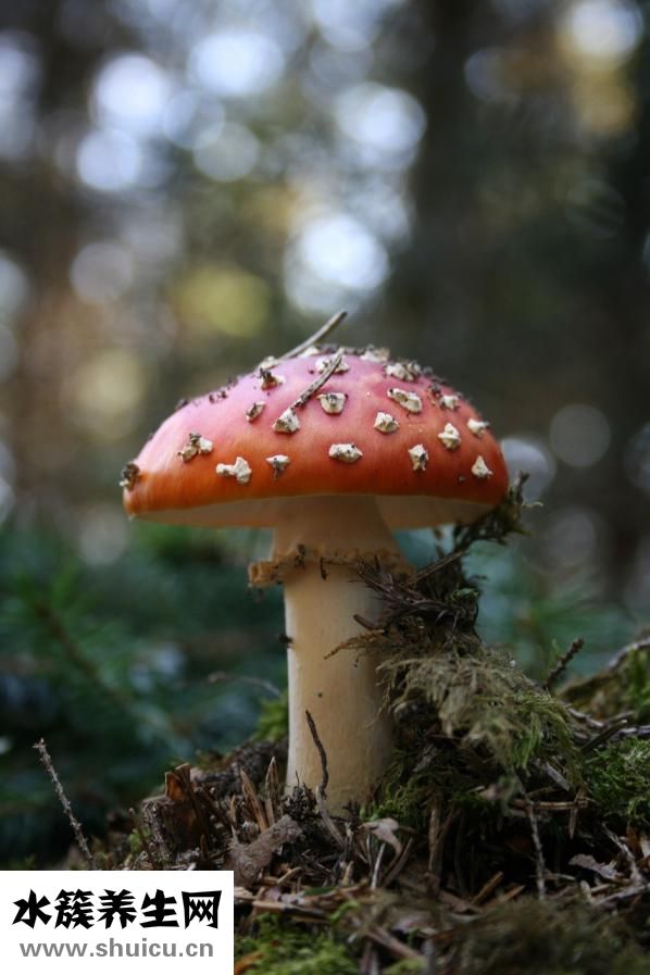 涼拌木耳怎么做好吃