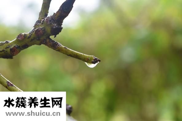 吃完山竹怎么洗手