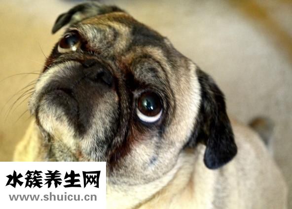 冬季皮皮蝦怎么養(yǎng)活