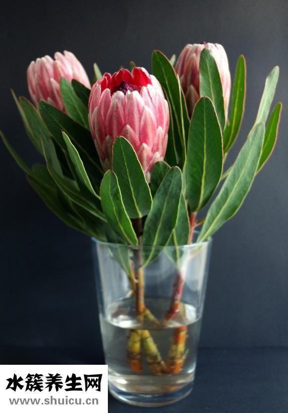 叉花瓶怎么維護