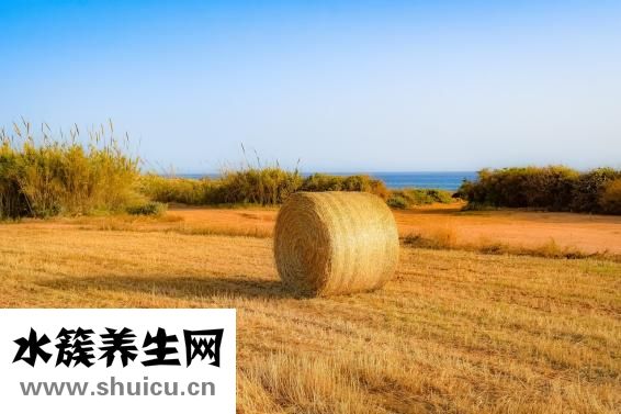 吃桔子多了怎么辦