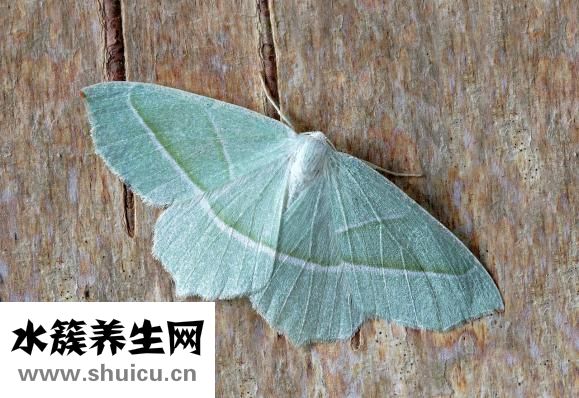 中藥太多怎么煎藥