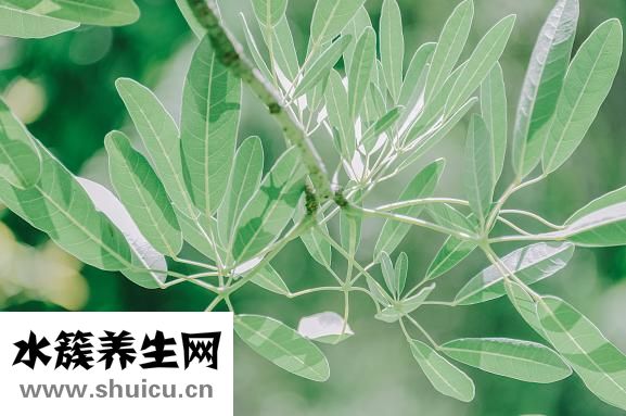 冰鮮蝦怎么運輸