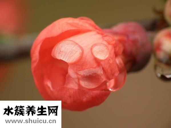 豐胸木瓜怎么做