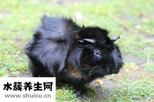 荷蘭豬天冷了怎么養(yǎng)