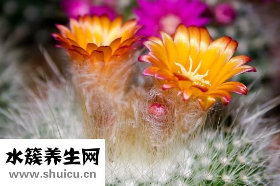 第一次索吻怎么開口