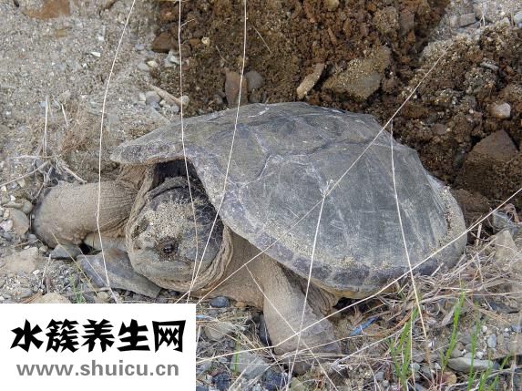 大鱷龜怎么繁殖