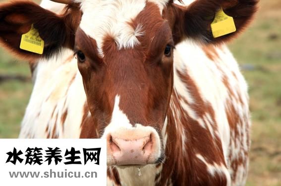 牛肉滑粉怎么做會嫩