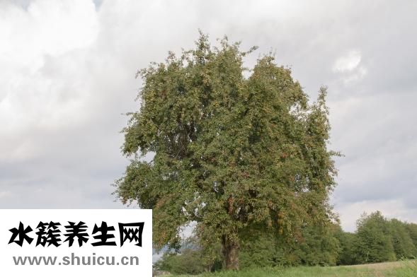 果樹里面爛了怎么辦