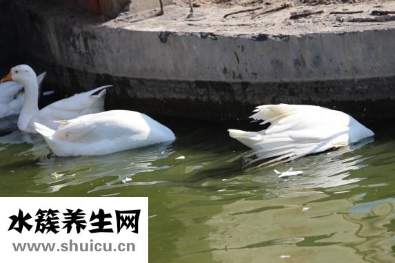 怎么從前往后擦屁股