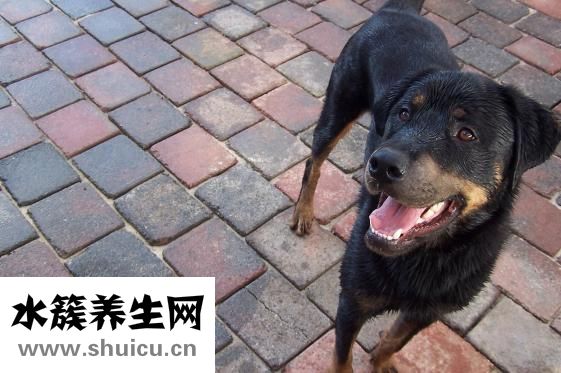 小貓上火了怎么辦