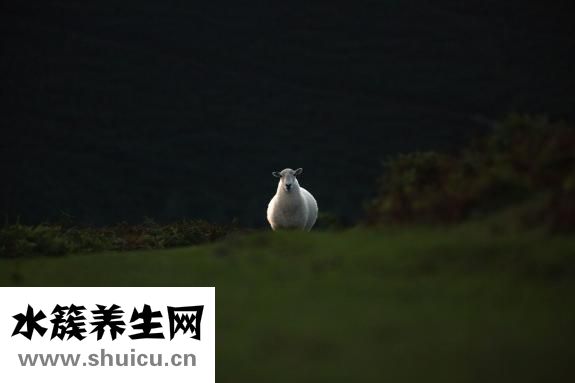 缺鋅該怎么補(bǔ)