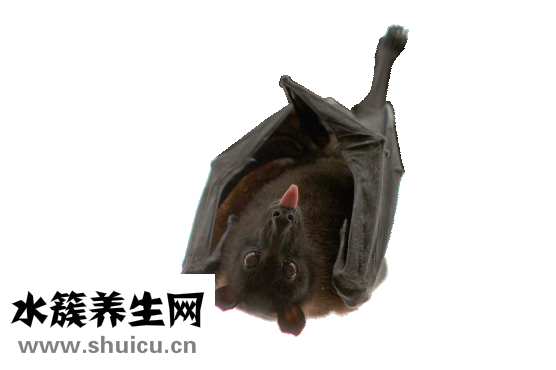 遇到蝙蝠怎么辦