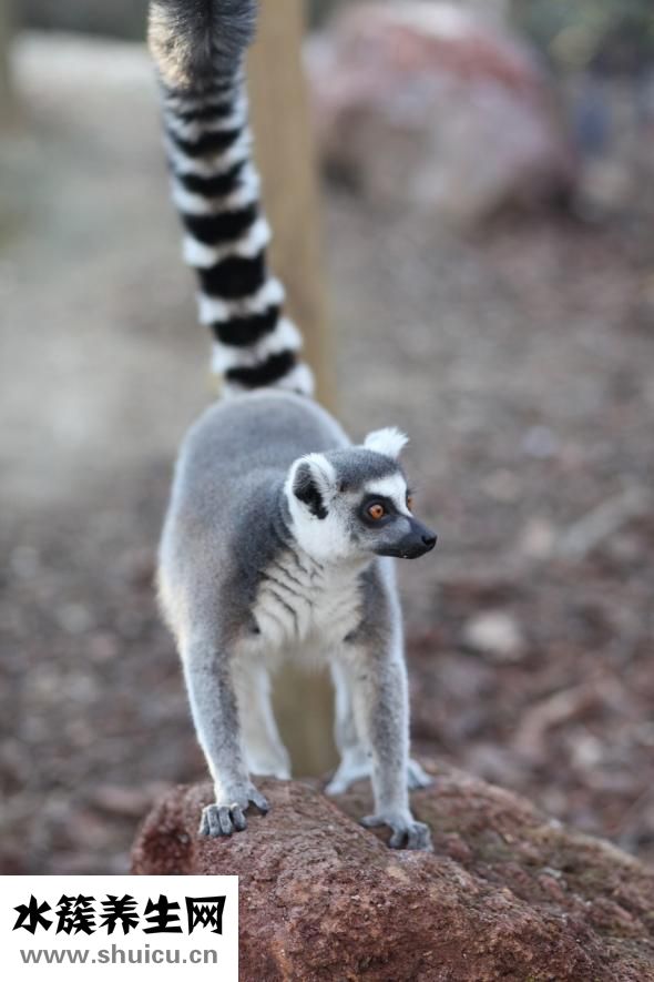 缺鋅該怎么補(bǔ)