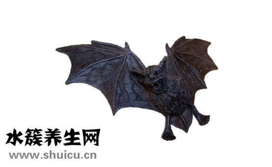 遇到蝙蝠怎么辦