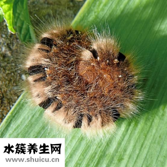 腦蟲包怎么能治好