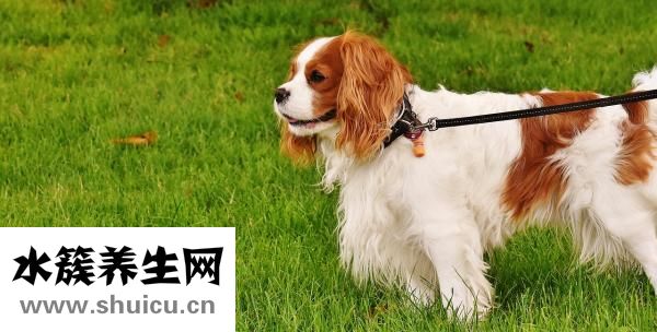 狗狗皮下出血怎么辦